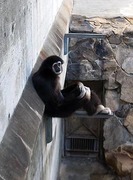 王子動物園7