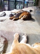 王子動物園1