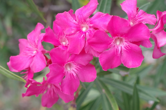 IMGP0197