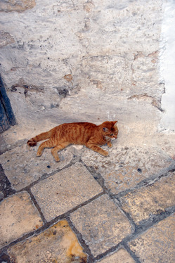 DSC00637