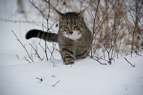 cat-188088_640