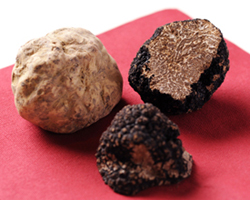 truffe05[1]