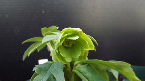 偶然開花したオキシデンタリスダブル : 浅間クリスマスローズガーデン