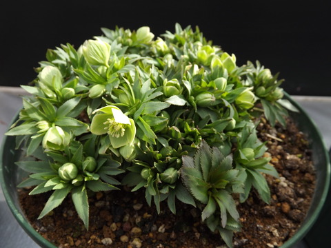 原種 86 (H.dd.dumetorum) 原種 Helleborus dumetorum 原種 86 (H.dd.dumetorum) 原種 Helleborus dumetorum