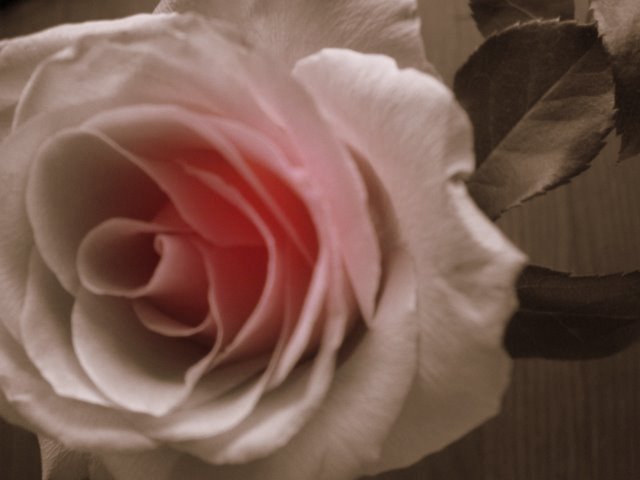 rose
