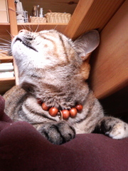 今年もヒザのうえ2