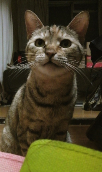 ちーふまんほんいんとし