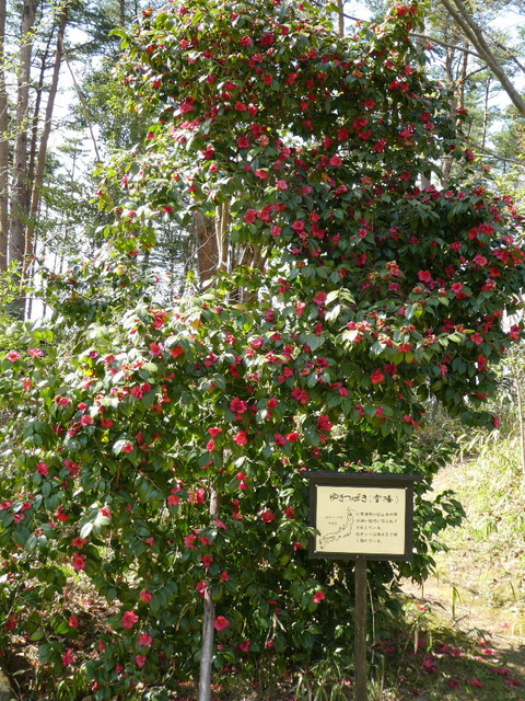 P1010221
