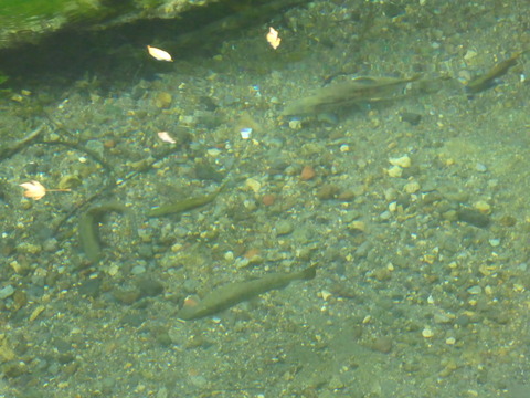 P1000300
