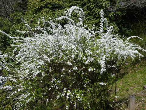 P1010204