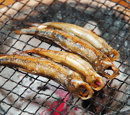 shishamo