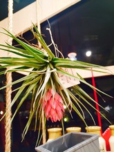 エアープランツ