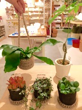 観葉植物。。
