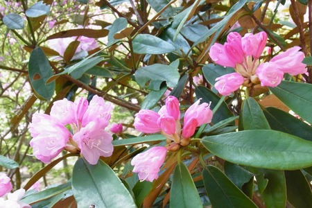 karimata05