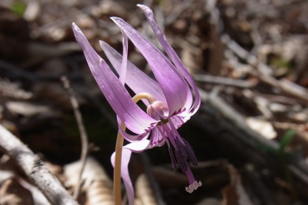 karimata01