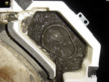 �ӿ���ϱ���β��ˤ�äƵͤޤ������Ǥ���