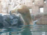DIVE