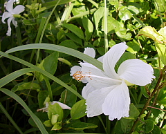cfc58b12.jpg