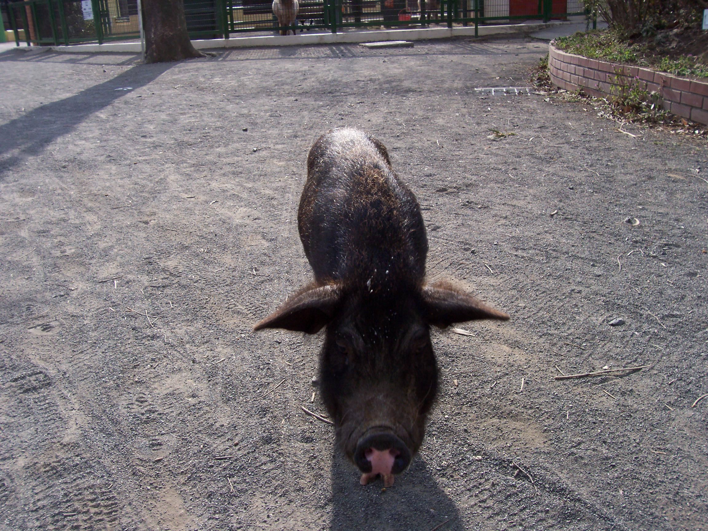 zoo