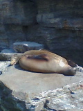 seals
