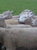 sheep