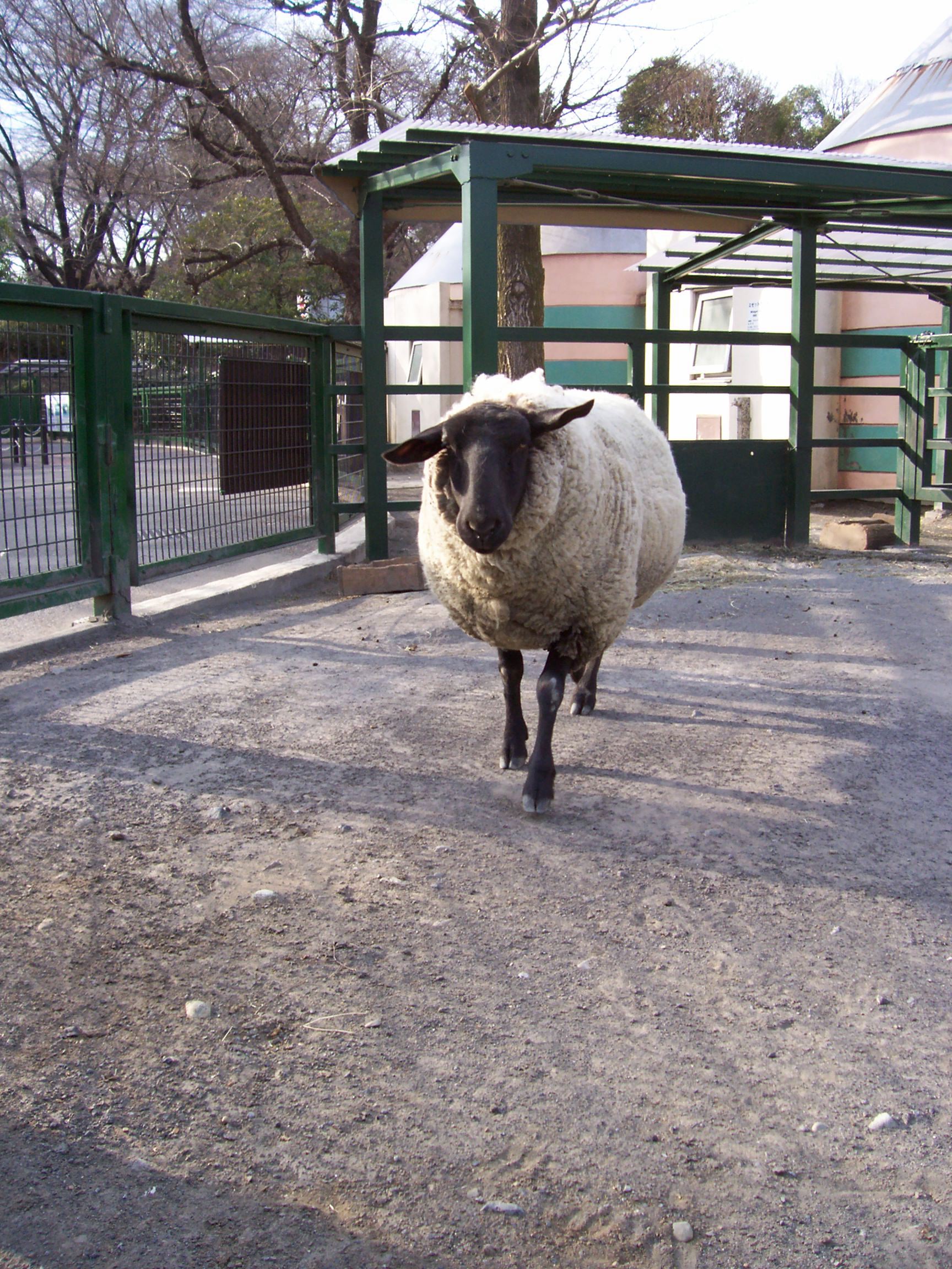 zoo