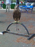 birdshow