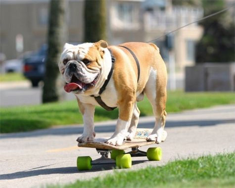 犬スケートボード スケボーする犬ではない きよおと Kiyoto