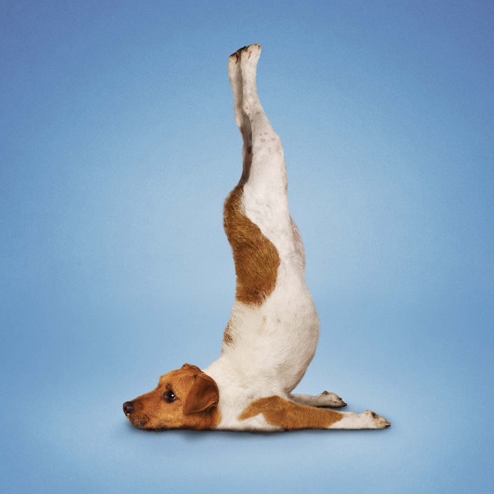 ... yoga kittens my modern metropolis yoga dogs get in touch with your