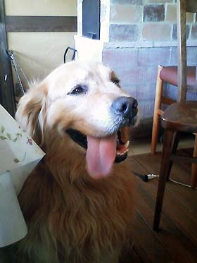 20080412dog