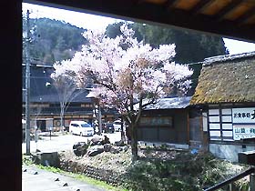 20080412sakura