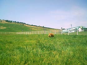 090510dog02