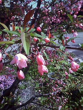 0905flower2