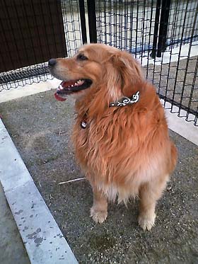 090402dog
