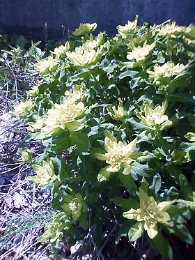 0905flower5