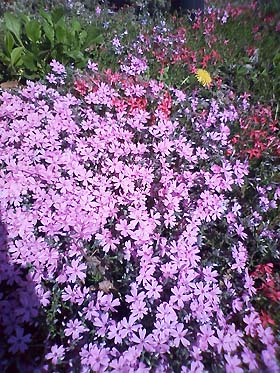 0905flower4