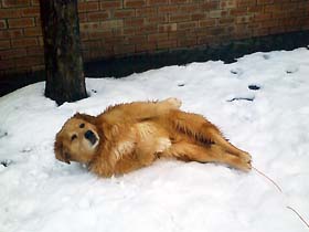 bad_dog2