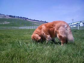 090510dog01