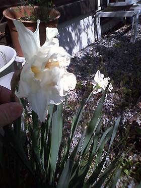0905flower1