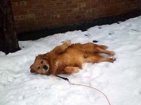 bad_dog1