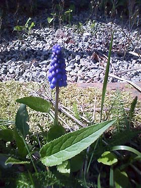 0905flower3