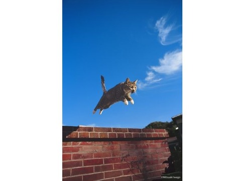 neko
