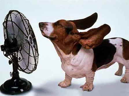 dog_miminaga
