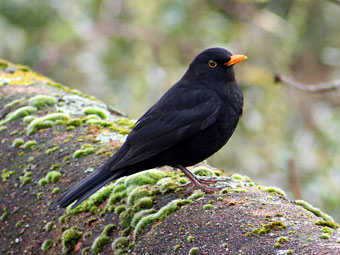 Blackbird