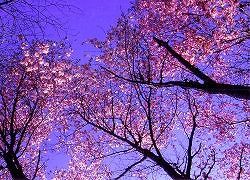 sakura31