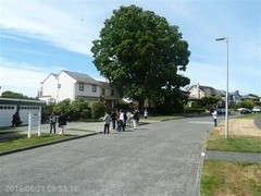 高級住宅地には大樹が欠かせない