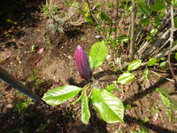 DSC01332