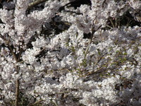 DSC00910