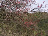 CIMG6433