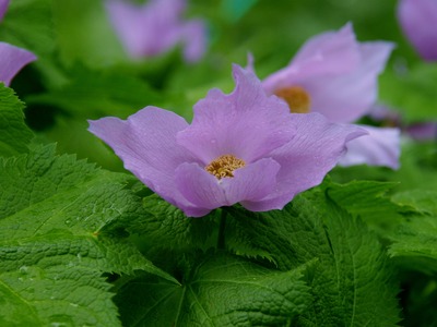 P4248947